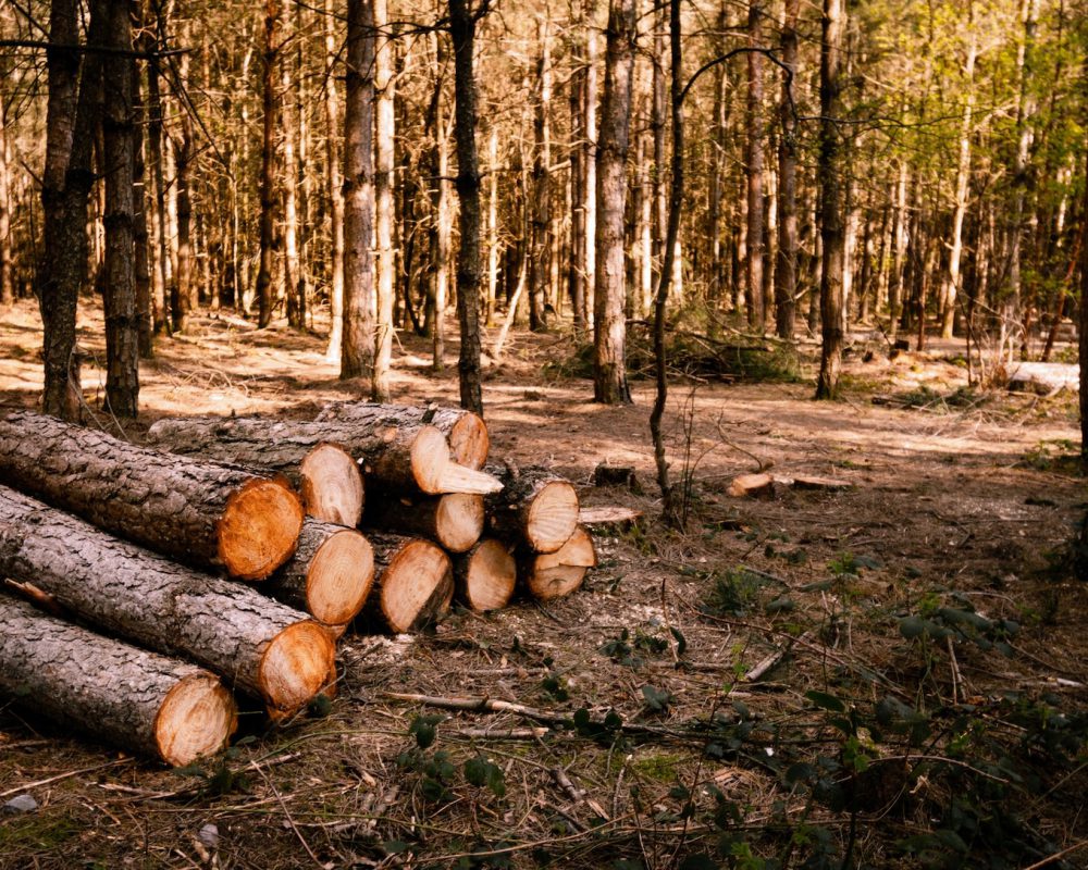 selective-focus-shot-wood-logs-sunny-forest_181624-50608